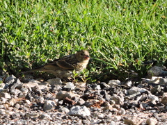 Carduelis citrinella