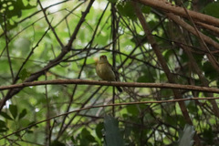 Empidonax flaviventris