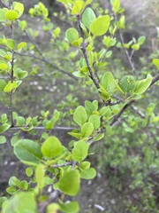 Fraxinus parryi