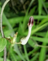 Ceropegia bulbosa