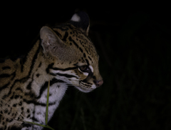 Leopardus pardalis mitis