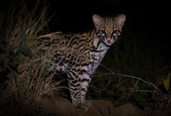 Leopardus pardalis mitis