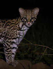 Leopardus pardalis mitis