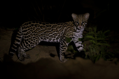 Leopardus pardalis mitis