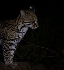 Leopardus pardalis mitis