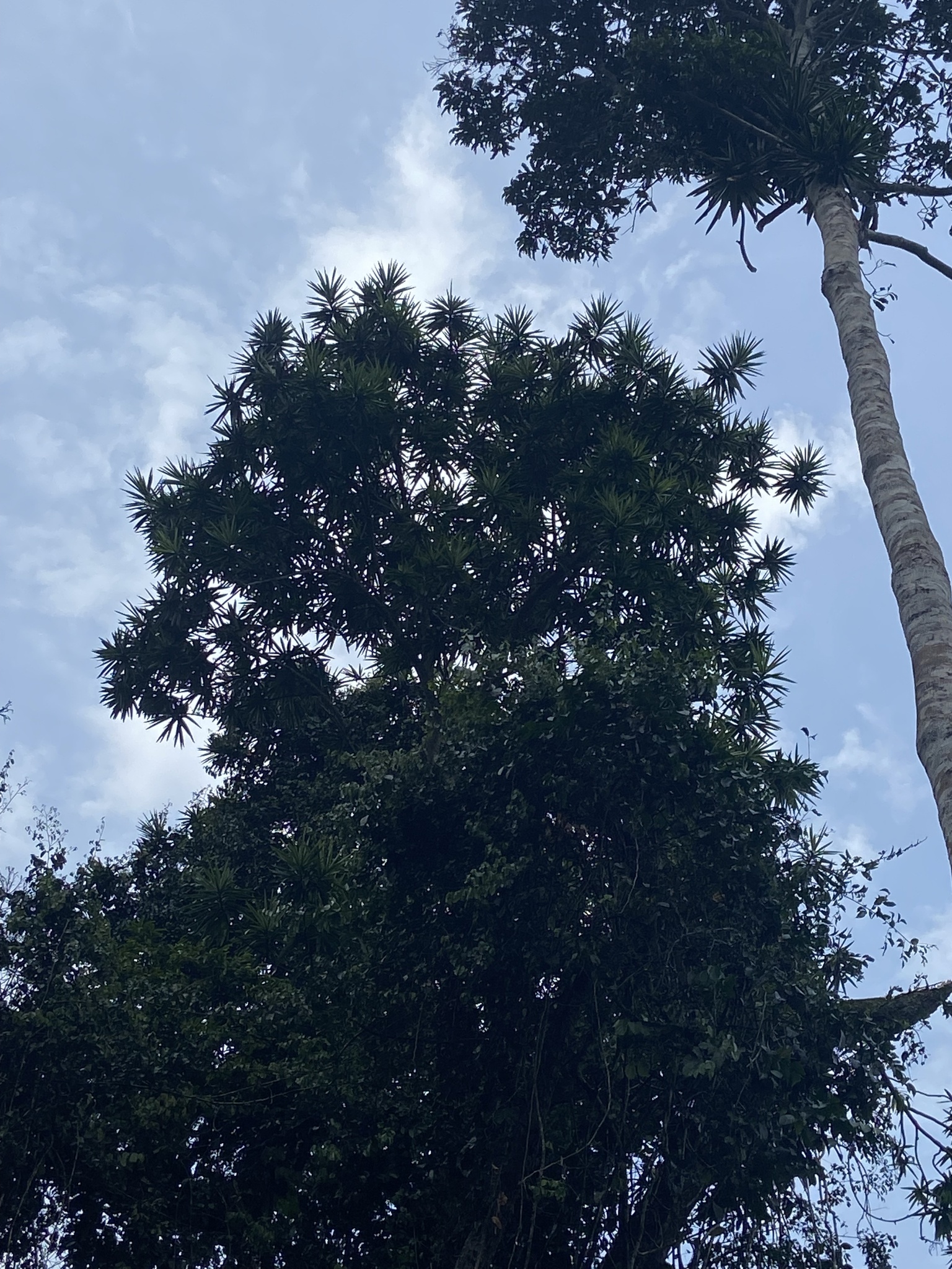 Imagem de Dracena
