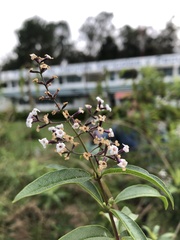 Aloysia citrodora