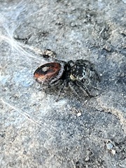 Phidippus phoenix