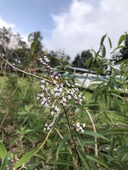 Aloysia citrodora