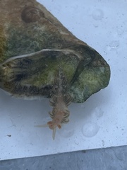 Spurilla braziliana
