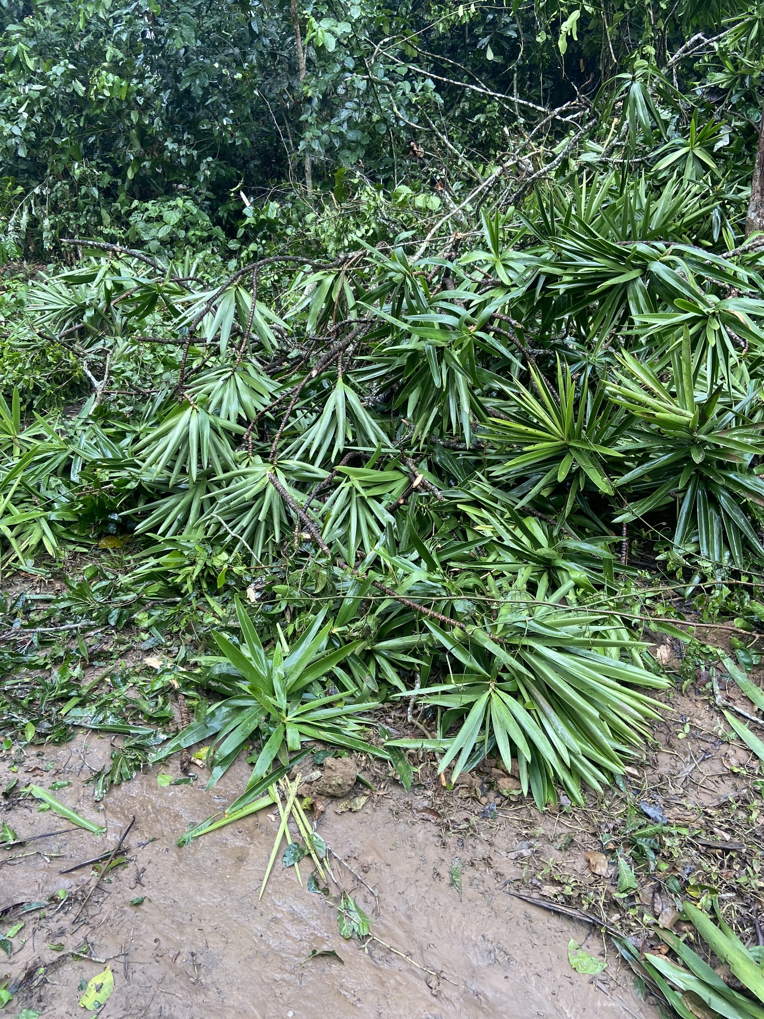 Imagem de Dracena