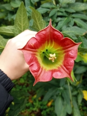 Brugmansia sanguinea