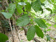 Combretum latifolium