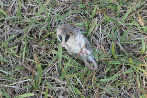 Gray Mouse Opossum