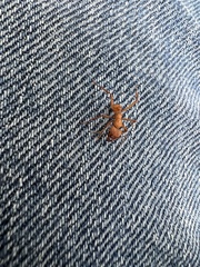 Acromyrmex octospinosus