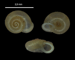 Vallonia costata