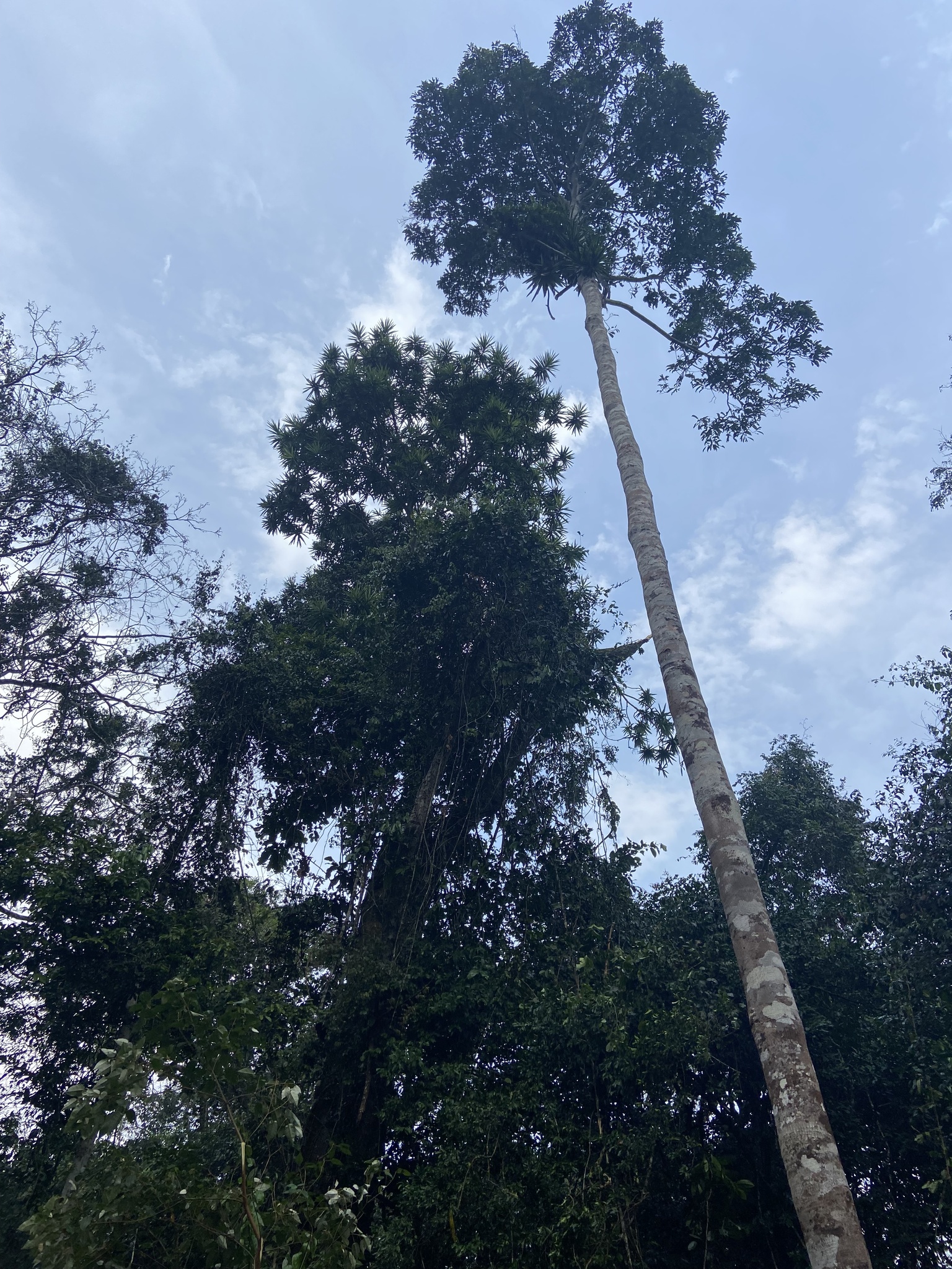 Imagem de Dracena