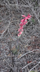 Gasteria disticha disticha