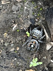 Phidippus phoenix