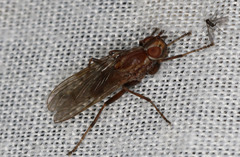 Pyrgotidae
