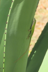 Anolis allisoni