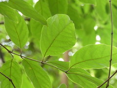 Combretum latifolium