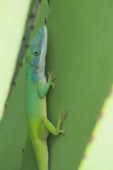 Anolis allisoni