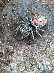 Phidippus phoenix