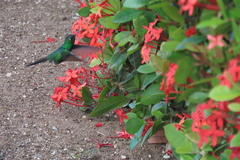 Riccordia ricordii