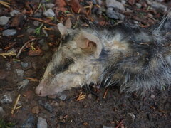 Didelphis pernigra