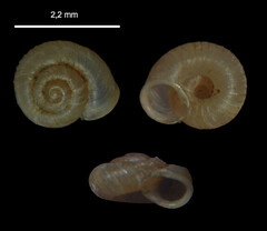Vallonia costata