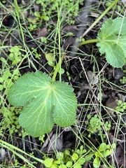 Sanicula crassicaulis