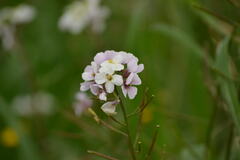 Diplotaxis erucoides