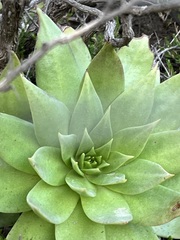 Dudleya brittonii