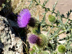 Cirsium ciliatum