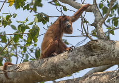 Alouatta sara