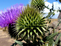 Cirsium ciliatum