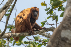 Alouatta sara