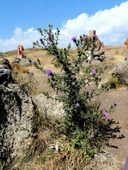 Cirsium ciliatum