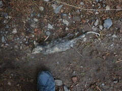Didelphis pernigra
