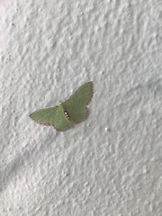 Nemoria lixaria