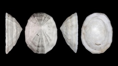 Niveotectura pallida