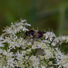 Cheilosia illustrata