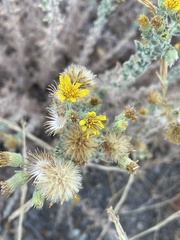 Heterotheca sessiliflora