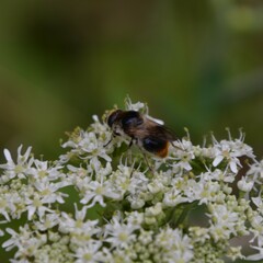 Cheilosia illustrata