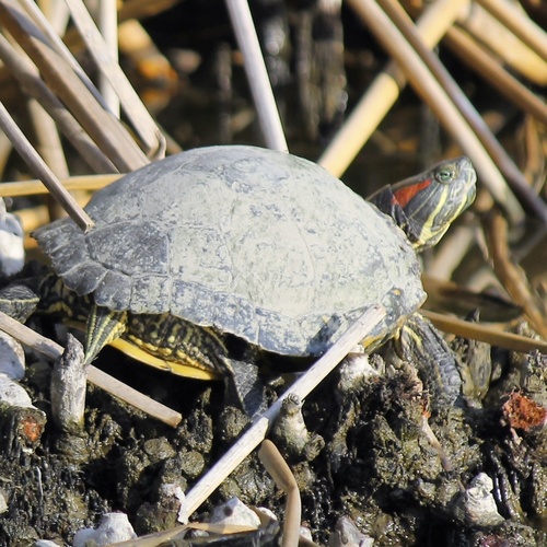 iNaturalist observation photo of Red-eared Slider