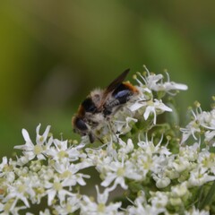 Cheilosia illustrata