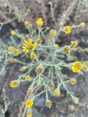 Heterotheca sessiliflora