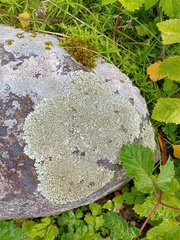 Xanthoparmelia conspersa