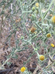 Heterotheca sessiliflora